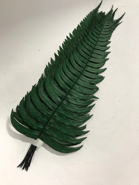Rock fern 30/35cm
