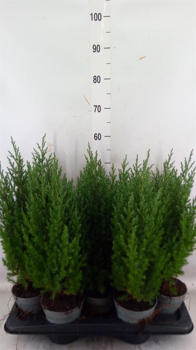 <h4>Juniperus chinensis 'Stricta'</h4>