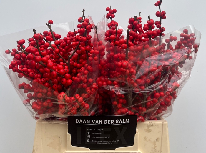 <h4>ILEX VE OOSTERWIJK</h4>