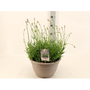 LAVAN AN DWARF BLUE