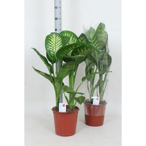 DIEFF SE TROPIC SNOW