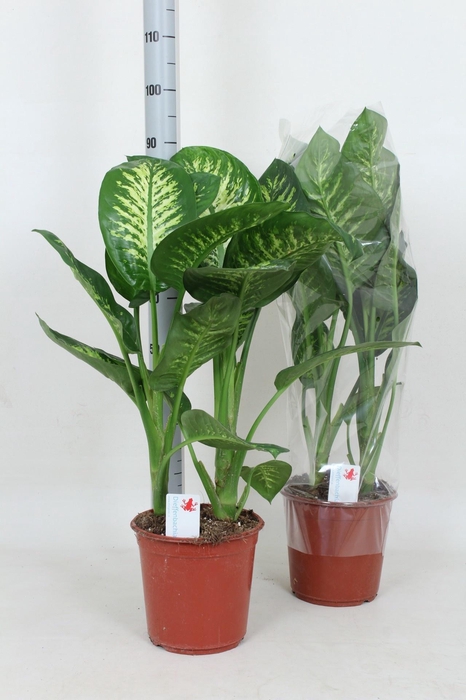 <h4>DIEFF SE TROPIC SNOW</h4>