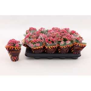 Kalanchoe Double Sylca