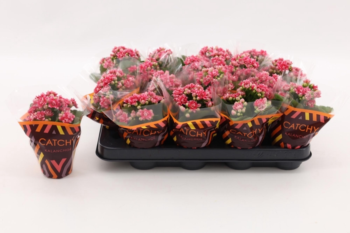 <h4>Kalanchoe Double Sylca</h4>