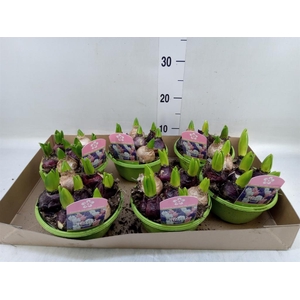 Hyacinthus orie.   ...mix 3
