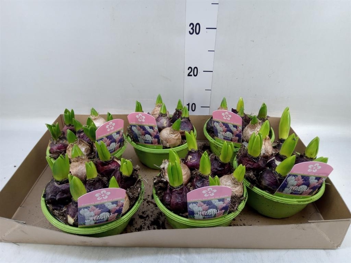 <h4>Hyacinthus orie.   ...mix 3</h4>