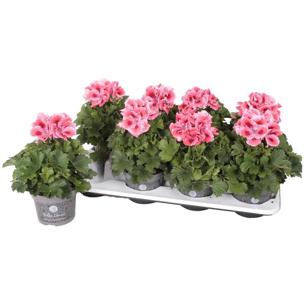 <h4>Pelg. Don Maxima 12cm</h4>