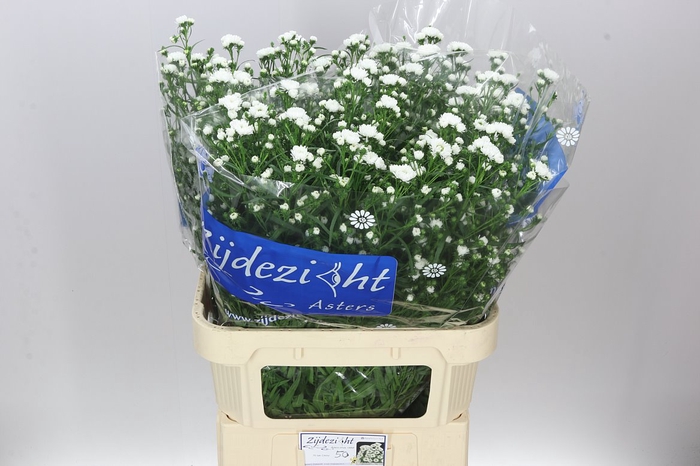 <h4>Aster Cassy</h4>