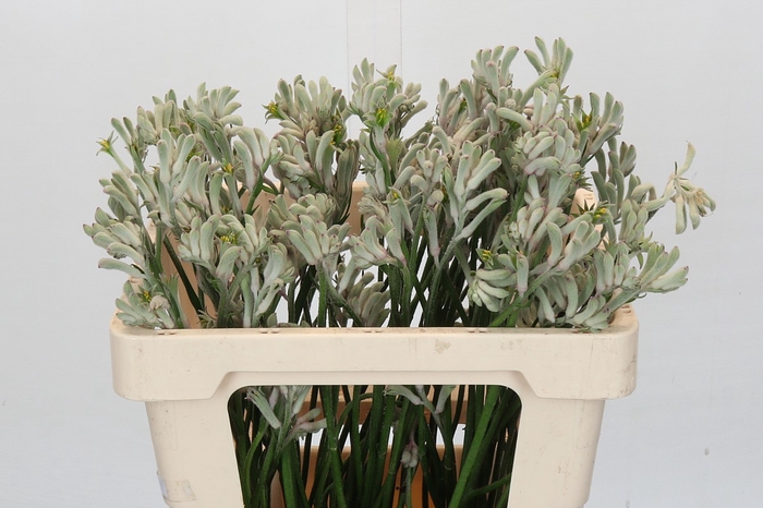 <h4>Anigozanthos Cape Gray Moss</h4>