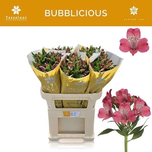 Alstr Bubblicious