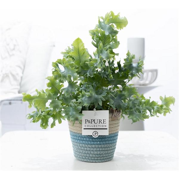 <h4>Phlebodium Davana in P&PURE Fashionpot Valerie</h4>