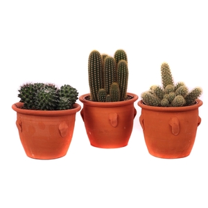 Cactus kruik met 4 oren