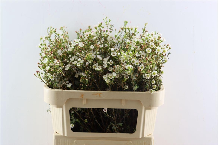 <h4>Chame Uncinatum Ov</h4>