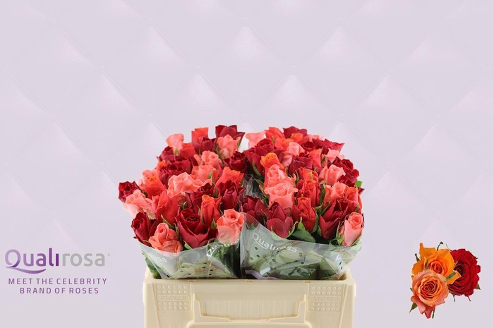 <h4>R Gr Mix African Sunset</h4>