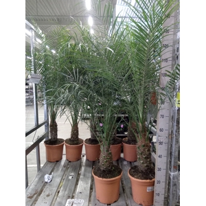Phoenix roebelenii