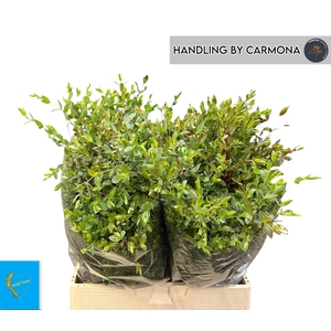 EUC PARVIFOLIA P BS