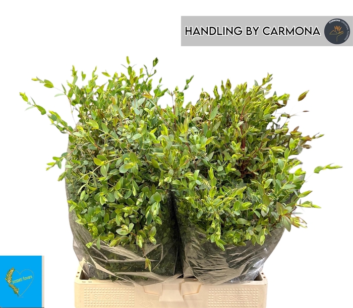 <h4>EUC PARVIFOLIA P BS</h4>