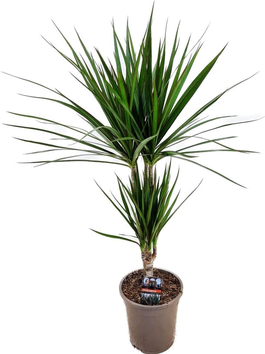 <h4>Dracaena marginata Green 30-10</h4>