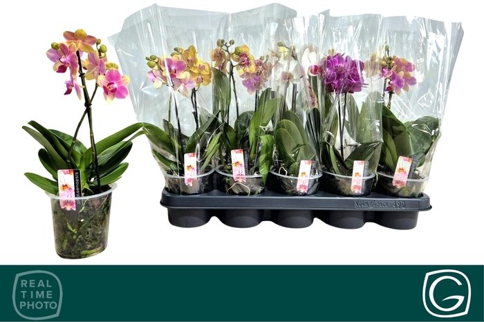 <h4>PHAL MF GEM 4 KL</h4>