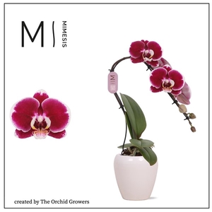 Mimesis Phal. Swan Red - 1 spike 7cm in Martine White Ceramic