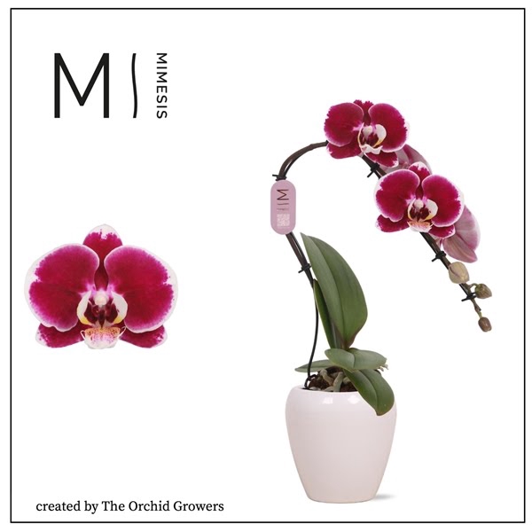 <h4>Mimesis Phal. Swan Red - 1 spike 7cm in Martine White Ceramic</h4>