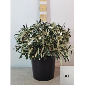 OLEA EUROPAEA PER STEEL