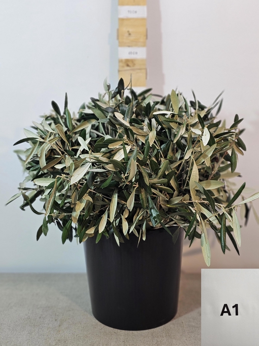 <h4>OLEA EUROPAEA PER STEEL</h4>