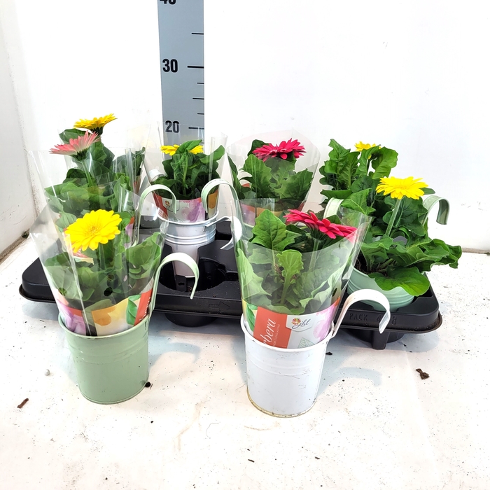 <h4>ARR TUINPLANTEN</h4>