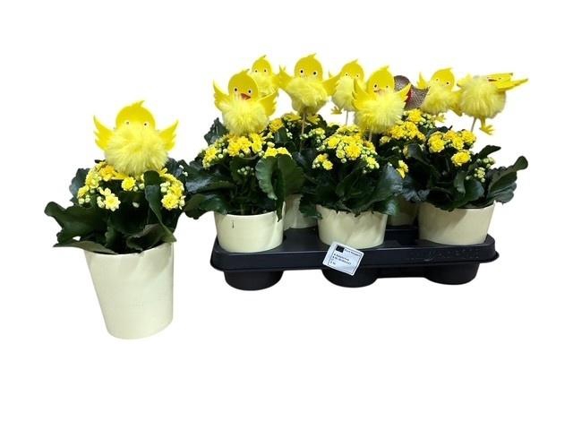 <h4>ARR KALANCHOE</h4>