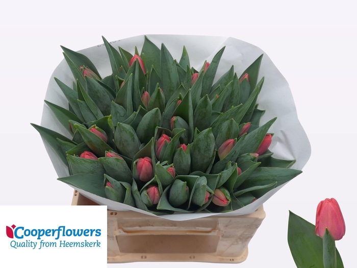 <h4>TU EN LIPSTICK</h4>