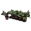 Ctenanthe Burle-marx