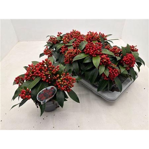 Skimmia Reevesiana P15 5+ Tros