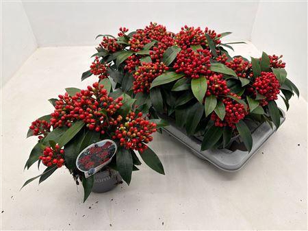 <h4>Skimmia Reevesiana P15 5+ Tros</h4>