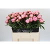 Paeonia Sarah Bernhardt