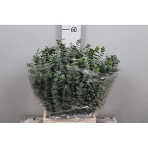 Euc Baby Blue Per Bunch