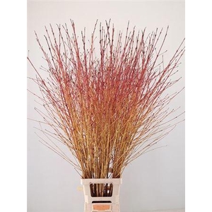 Cornus Sa Winter Beauty
