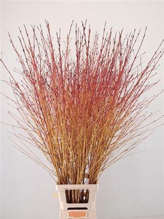 <h4>Cornus Sa Winter Beauty</h4>