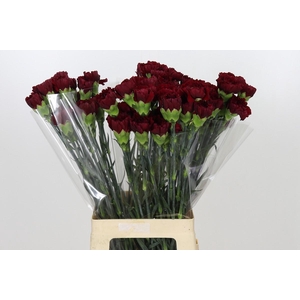 Dianthus St Zurigo