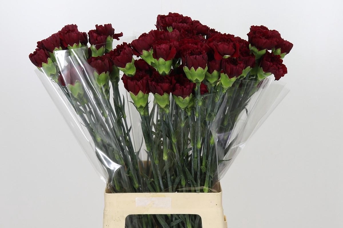 <h4>Dianthus St Zurigo</h4>