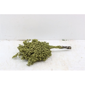 Schinus M Pt Olijf Groen Bunch