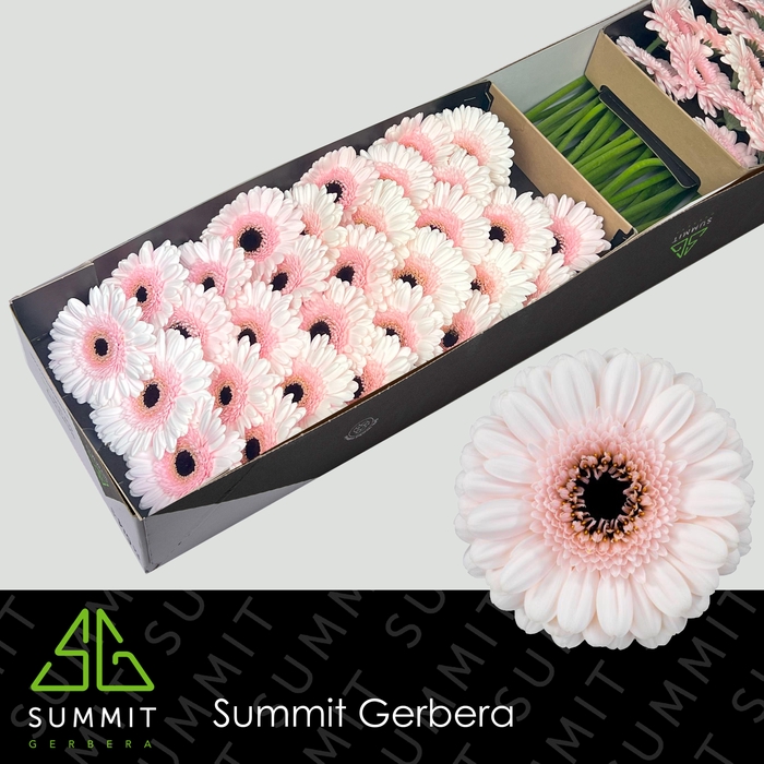 <h4>Germini Kokomo Doos</h4>