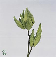 Asclepias Syriaca