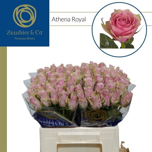 <h4>R GR ATHENA ROYALE</h4>