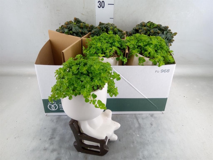 <h4>Arr.   Kamerplant Groen L%</h4>