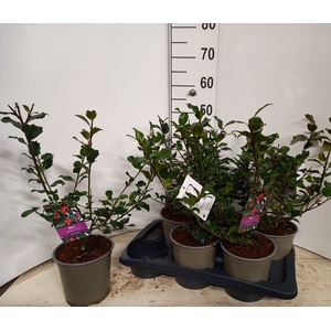 ILEX MES BLUE MAID