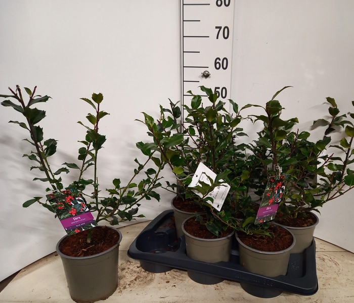 <h4>ILEX MES BLUE MAID</h4>