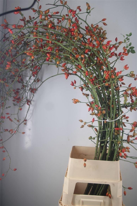 <h4>Rosa RB 'Zaffiro'</h4>