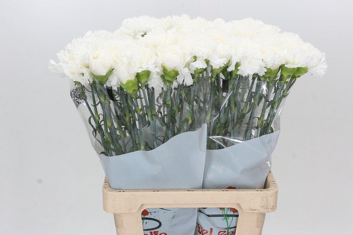 <h4>Dianthus St Holly</h4>