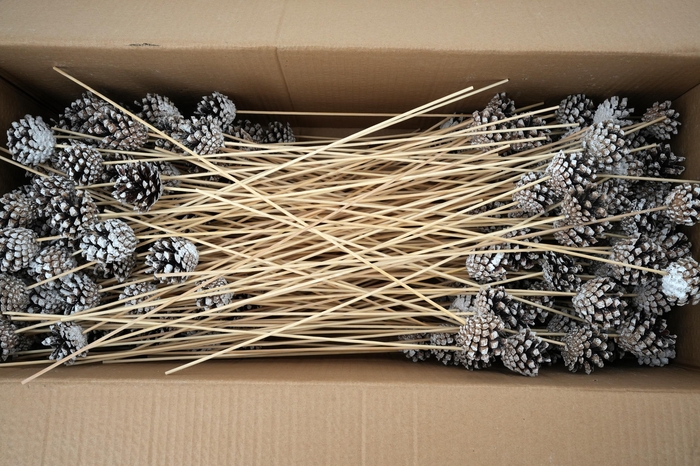 <h4>Pick pinecone d.5-6cm+50cm stick tipped</h4>