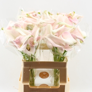 ZANT SWEET ART DUBBEL